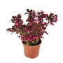 Kép 1/2 - Weigela florida 'Minor Black' / Bordó levelű törpe rózsalonc