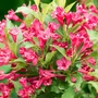 Kép 2/2 - Weigela florida 'Red Prince' / Rózsalonc