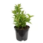 Kép 1/2 - Weigela florida 'Red Prince' / Rózsalonc