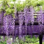 Kép 2/2 - Wisteria mix / Lilaakác