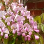 Kép 2/2 - Wisteria brachybotrys 'Showa Beni' / Rózsaszín virágú lilaakác 