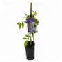 Kép 1/2 - Wisteria mix / Lilaakác