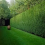 Kép 3/3 - xCupressocyparis leylandii / Leylandi ciprus