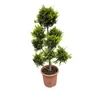 Kép 1/2 - xCupessocyparis leylandii 'Castlewellan Gold' pom-pom / Aranylombú leylandi ciprus pom-pom