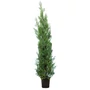 Kép 1/3 - xCupressocyparis leylandii / Leylandi ciprus