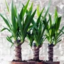 Kép 2/3 - Yucca elephantipes / Szobai jukkapálma