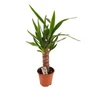 Kép 1/3 - Yucca elephantipes / Szobai jukkapálma