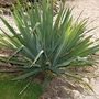 Kép 2/2 - Yucca filamentosa / Kerti pálmaliliom