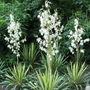 Kép 2/2 - Yucca filamentosa 'Variegata' / Tarkalevelű pompás pálmaliliom