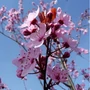 Kép 2/4 - Prunus cerasifera 'Hollywood' / Vérszilva fa