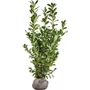 Kép 2/2 - Prunus laurocerasus 'Novita' / Babérmeggy (földlabdás)