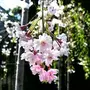 Kép 2/3 - Prunus subhirtella 'Pendula' / Fehér virágú csüngő ágú díszcseresznye