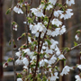 Kép 3/3 - Prunus subhirtella 'Pendula' / Fehér virágú csüngő ágú díszcseresznye