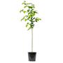 Kép 1/2 - Prunus serrulata 'Kanzan' / Japán díszcseresznye