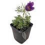 Kép 1/3 - Pulsatilla / Kökörcsin