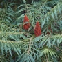 Kép 1/3 - Rhus typhina 'Dissecta' / Szárnyalt levelű torzsás ecetfa