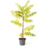 Kép 3/3 - Rhus typhina 'Dissecta' / Szárnyalt levelű torzsás ecetfa