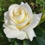Kép 2/2 - Rosa 'Bianca' / Fehér virágszínű magastörzsű teahibrid rózsa
