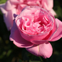 Kép 2/2 - Rosa 'Caresse' / Rózsaszín virágszínű magastörzsű teahibrid rózsa