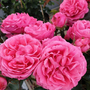 Kép 2/2 - Rosa 'Pink Flower Circus' syn. 'Moin Moin' / Rózsaszín virágszínű magastörzsű teahibrid rózsa