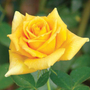 Kép 2/2 - Rosa 'Golden Monica' / Sárga virágszínű magastörzsű teahibrid rózsa