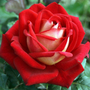 Kép 2/2 - Rosa 'Kronenbourg' / Arany-piros virágszínű magastörzsű rózsa