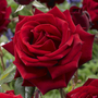 Kép 2/3 - Rosa 'Mr. Lincoln' / Sötétvörös virágú magastörzsű teahibrid rózsa