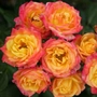 Kép 1/2 - Rosa 'Little Sunset' / Rózsaszín-sárga virágú törpe oltott rózsatő