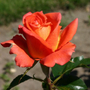 Kép 2/2 - Rosa 'Monica' / Narancssárga virágszínű magastörzsű teahibrid rózsa