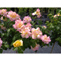 Kép 3/4 - Rosa 'Peace' / Sárga-rózsaszín virágszínű magastörzsű teahibrid rózsa