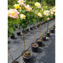 Kép 4/4 - Rosa 'Peace' / Sárga-rózsaszín virágszínű magastörzsű teahibrid rózsa