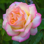 Kép 2/4 - Rosa 'Peace' / Sárga-rózsaszín virágszínű magastörzsű teahibrid rózsa