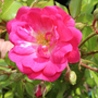 Kép 2/2 - Rosa 'Rote the Fairy' / Piros virágszínű talajtakaró rózsa