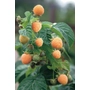 Kép 2/2 - Rubus idaeus 'Allgold' / Arany málna