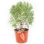 Kép 1/2 - Salix x integra 'Hakuro-Nishiki' / Tarka levelű japán fűz bokor
