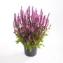 Kép 1/2 - Salvia nemorosa 'Midnight Rose' / Rózsaszín virágú ligeti zsálya