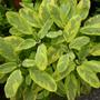 Kép 2/2 - Salvia officinalis 'Icterina'  / Sárga-tarka levelű orvosi zsálya