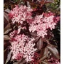 Kép 1/2 - Sambucus nigra 'Thundercloud' / Bordó levelű bodza