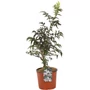 Kép 2/2 - Sambucus nigra 'Thundercloud' / Bordó levelű bodza