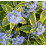 Kép 2/2 - Caryopteris x Clandonensis 'Summer Sorbet' / Sárgatarka kékszakáll