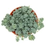 Kép 1/2 - Sedum dasyphyllum ‘Major' / Göndör varjúháj