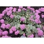Kép 3/3 - Sedum sieboldii/ Októberi varjúháj (Októberke)