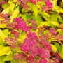 Kép 3/3 - Spiraea japonica ‘Goldmound’ / Japán gyöngyvessző