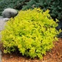 Kép 2/3 - Spiraea japonica ‘Goldmound’ / Japán gyöngyvessző