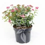 Kép 2/2 - Spiraea japonica 'Anthony Waterer' / Japán gyöngyvessző