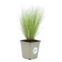 Kép 1/2 - Stipa tenuissima / Árvalányhaj