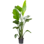 Kép 2/2 - Strelizia reginae / Papagájvirág