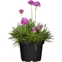 Kép 2/3 - Armeria maritima 'Armada Rose' / Tengerparti pázsitszegfű