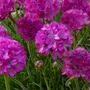 Kép 3/3 - Armeria maritima 'Armada Rose' / Tengerparti pázsitszegfű