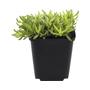 Kép 1/2 - Delosperma nubigenum / Sárga délvirág